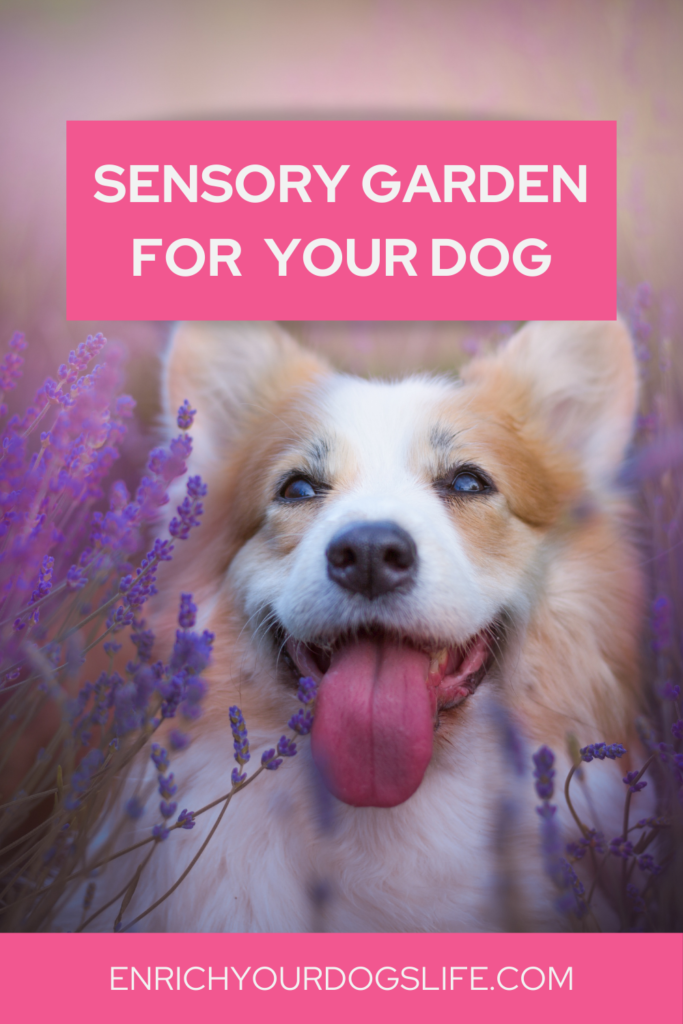 sensory garden for dogs