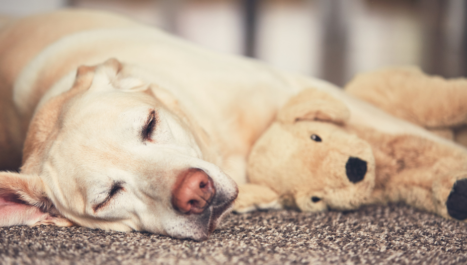 the picture shows a blonde labrador asleep and very calm