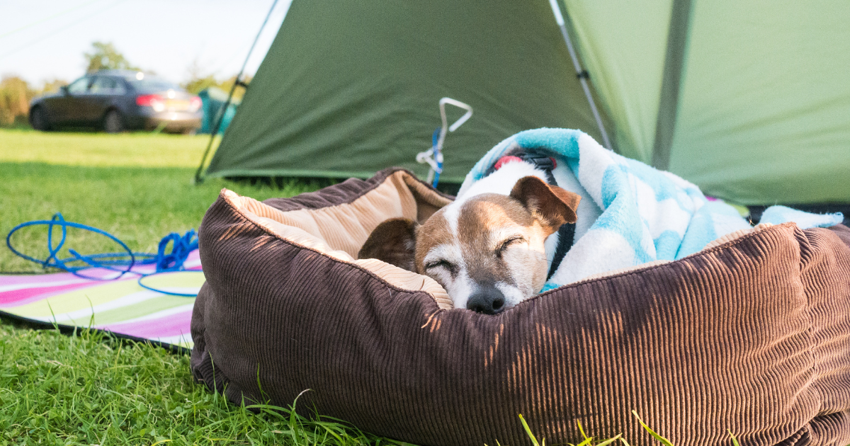 cute dog in a bed in front of a camping tent