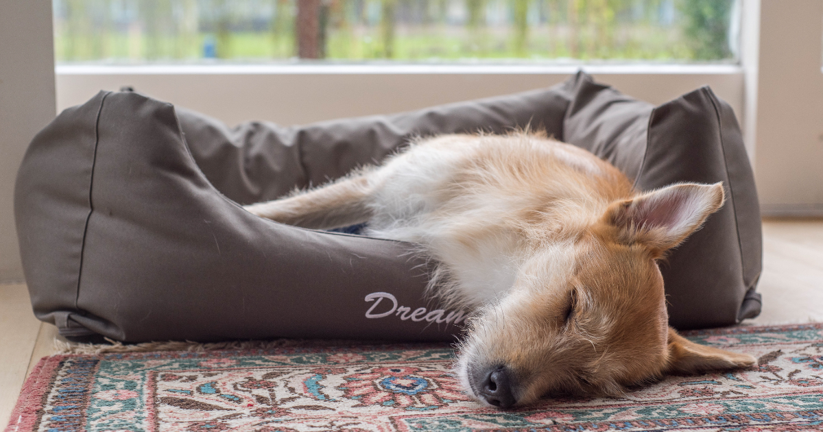 dog sleeping happily in his bed