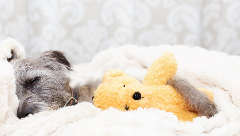 cute dog cuddling with her plush toy cute dog cuddling with her plush toy