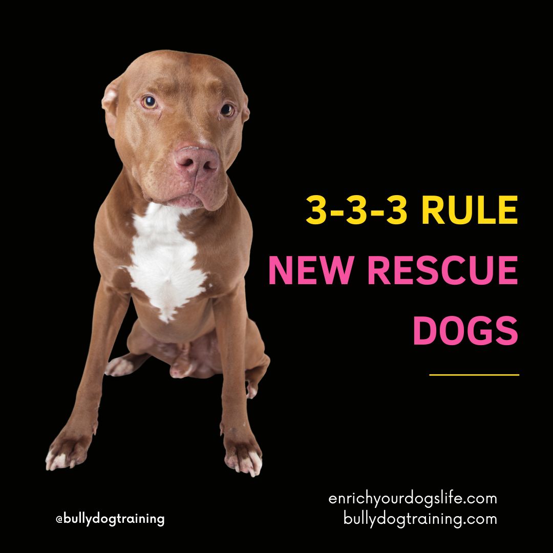 The 3-3-3 Rule for New Rescue Dogs | The first 3 Days, 3 Weeks & 3 Months