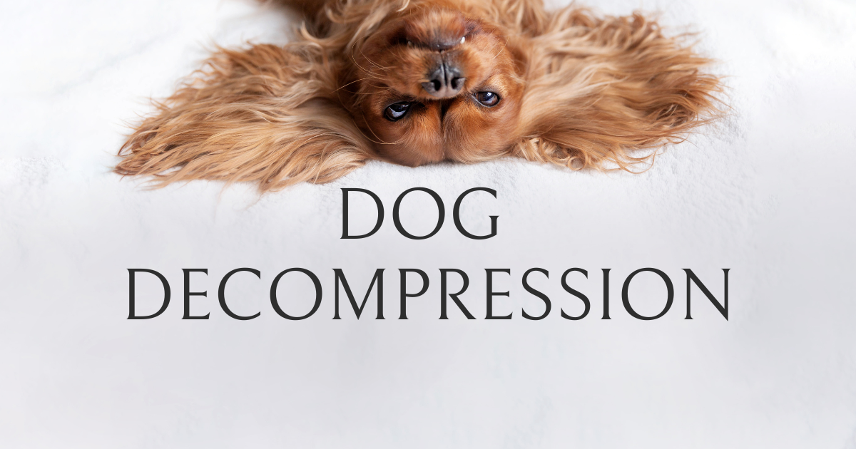 super cute and relaxed king charles cavalier dog upside down with big ears