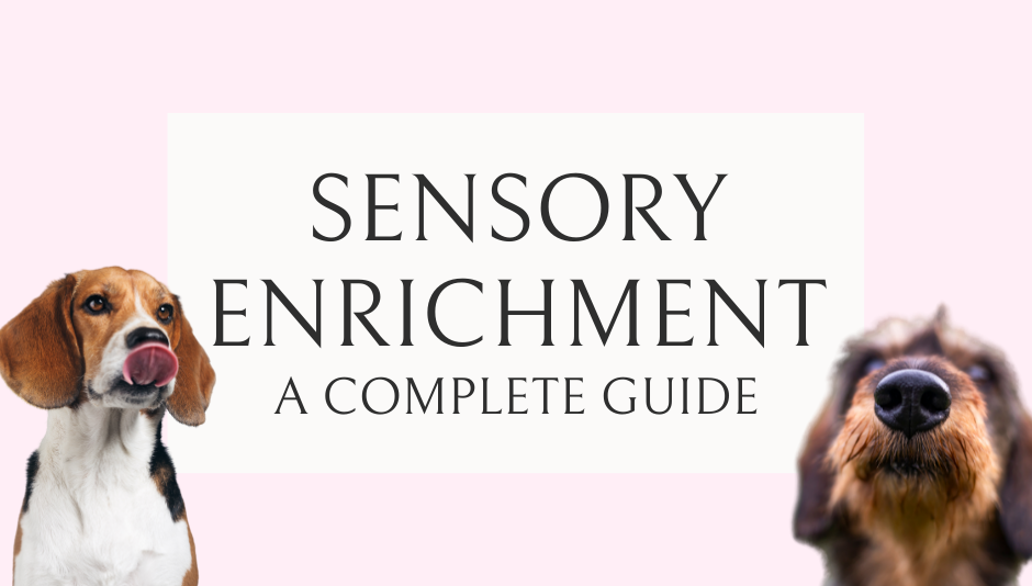 A complete guide to Sensory Enrichment for Dogs