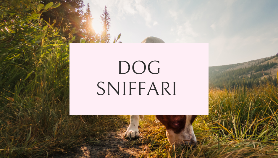 dog enrichment idea sniffari