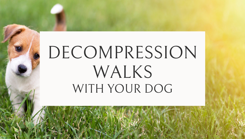 Decompression Walks For Dogs - Enrich Your Dog's Life