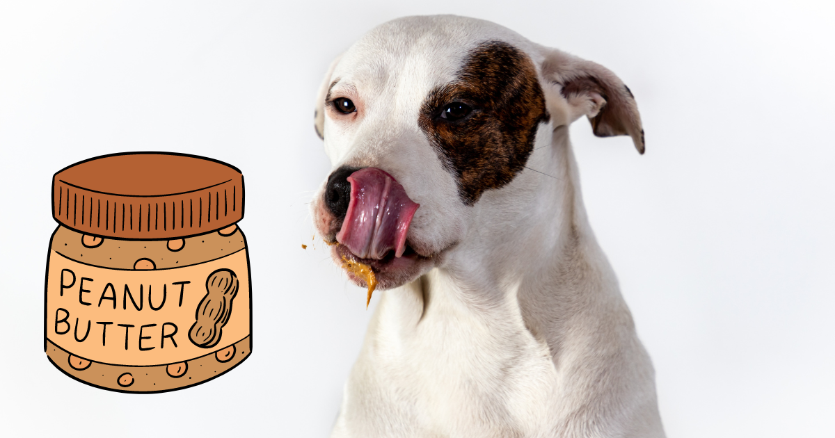 Dog-Safe Peanut Butter: What you Need to know!
