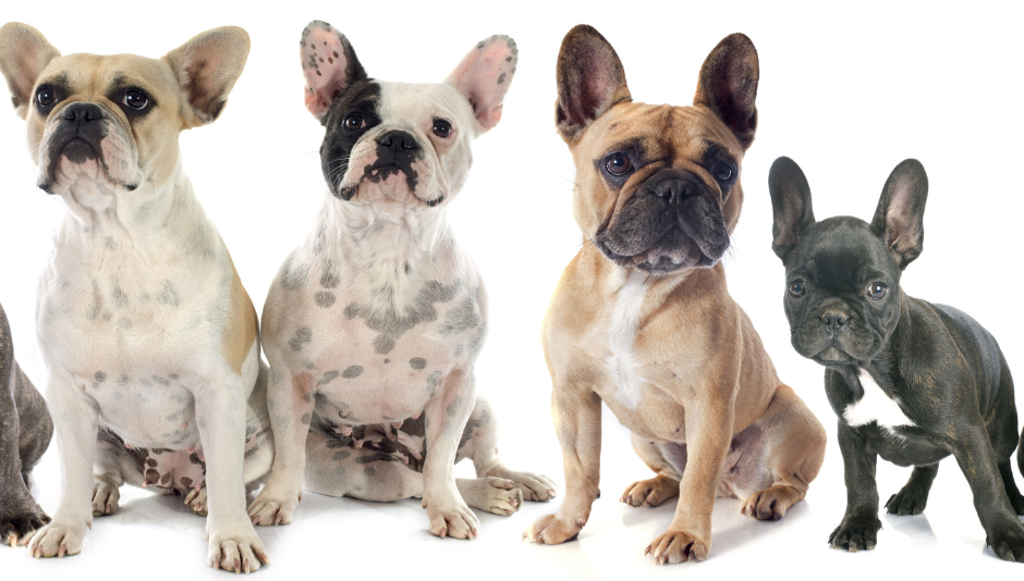 Gift Ideas for French Bulldogs and Frenchie Dog Moms
