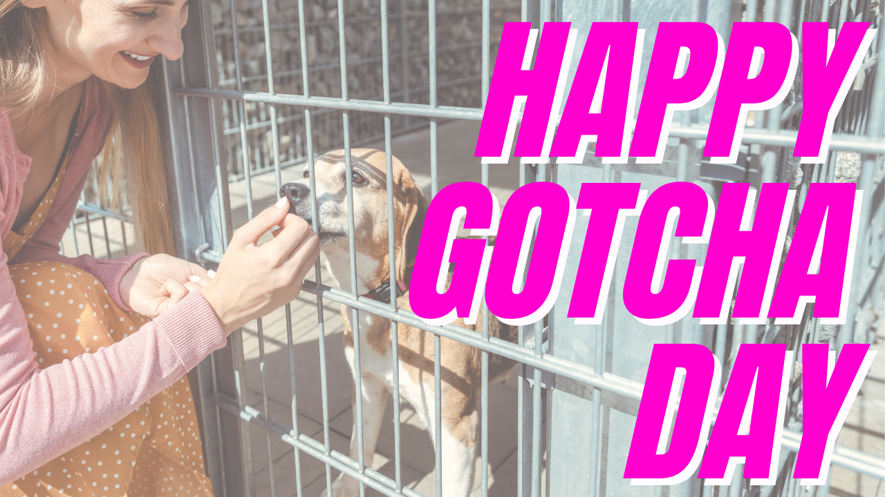 10 Ideas to Celebrate Your Dog's Gotcha Day