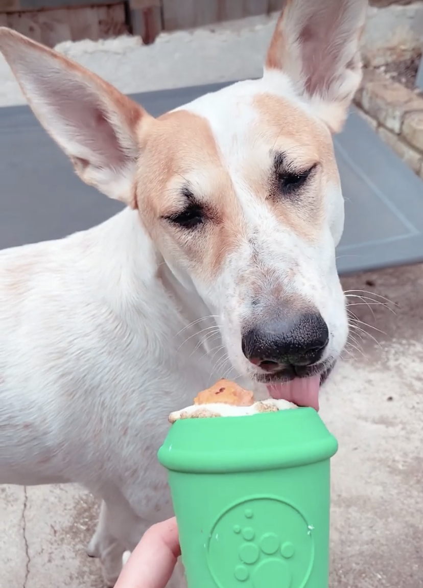Chalkie enjoying enrichment toy