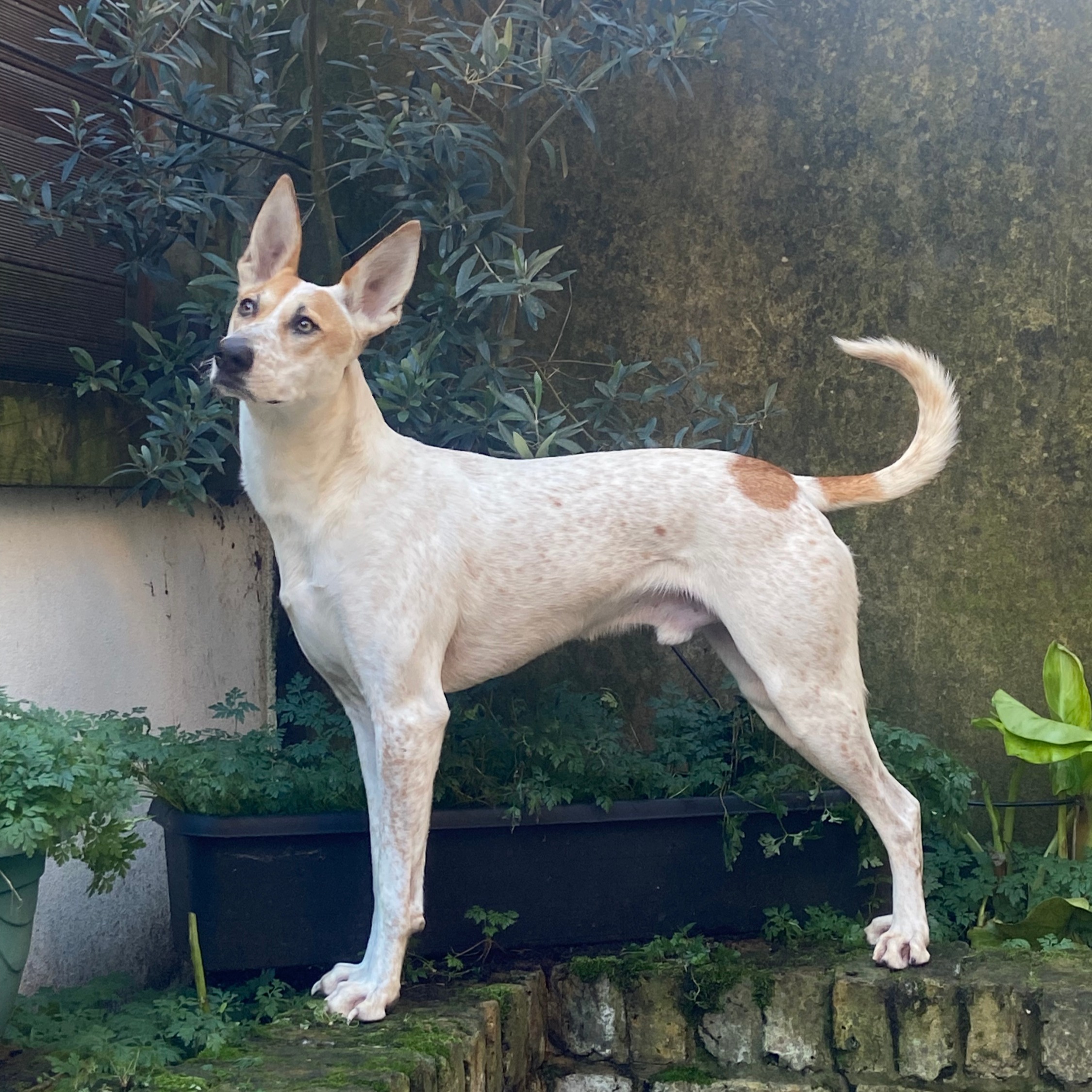Chalkie, deaf Wadi dog