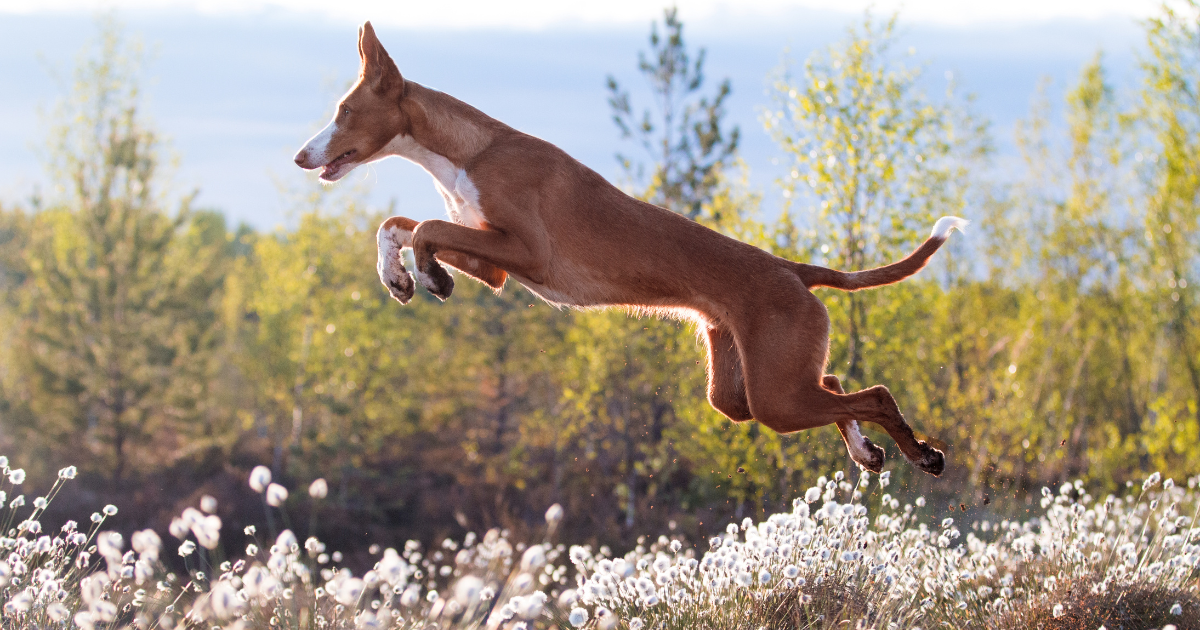 Understanding Innate Behaviour in Dogs: Unlocking the Canine Instinct