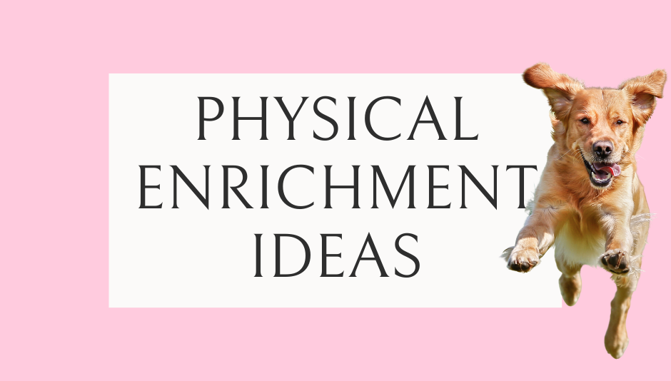 Physical Enrichment Ideas for Dogs