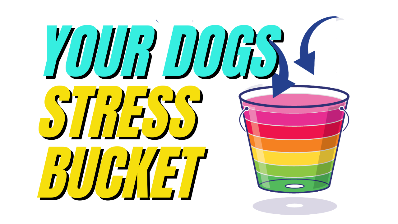 Your Dog’s Stress Bucket