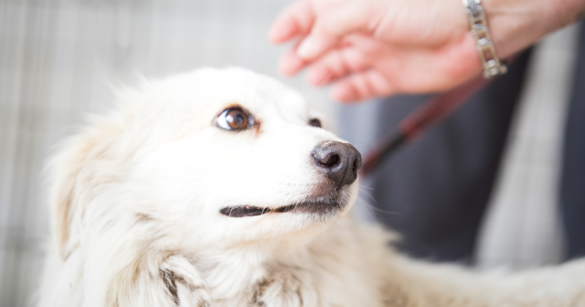 approaching an anxious dog, white fearful dog being touched