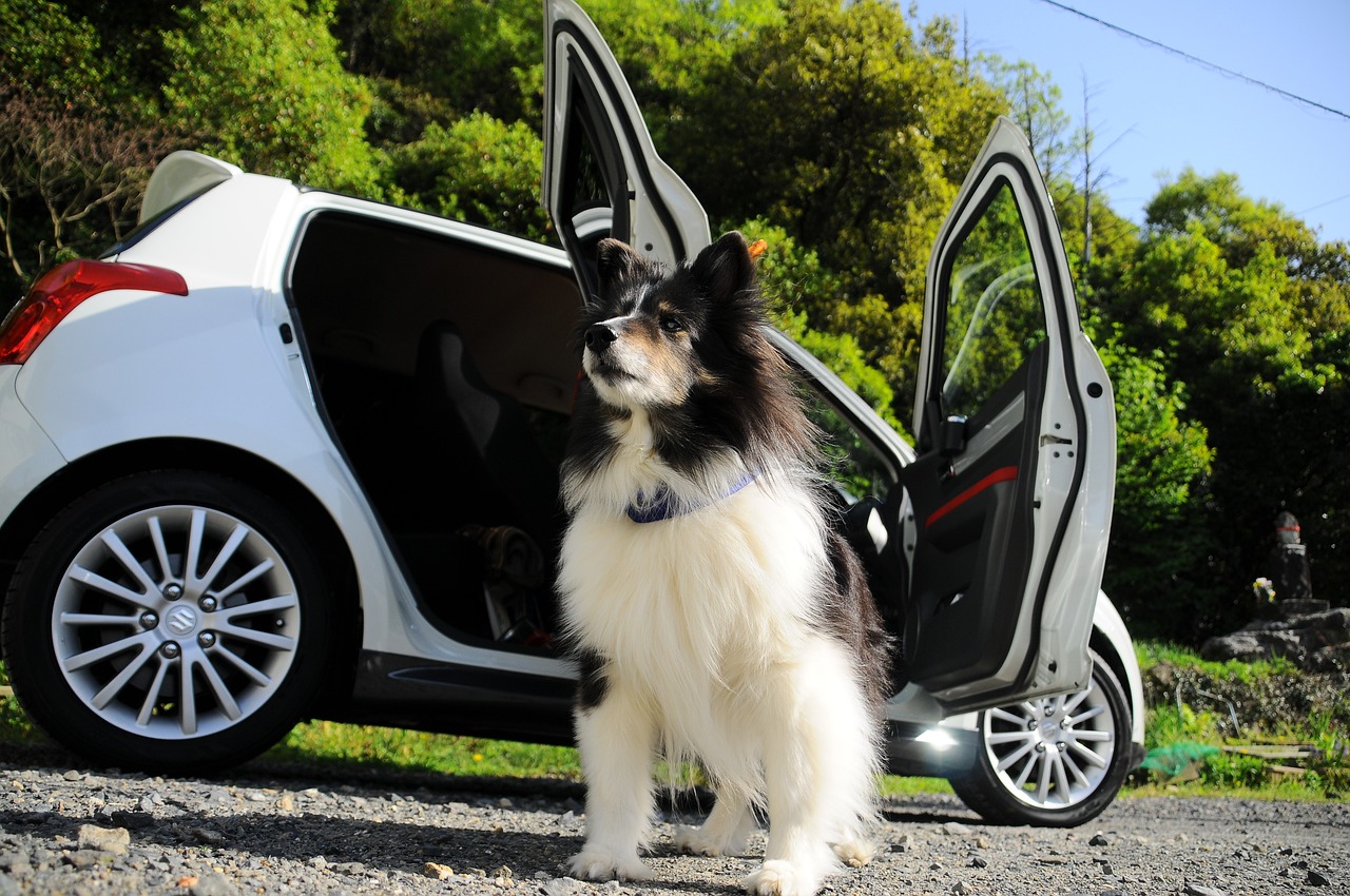 dog, car, the magnificent-2819385.jpg