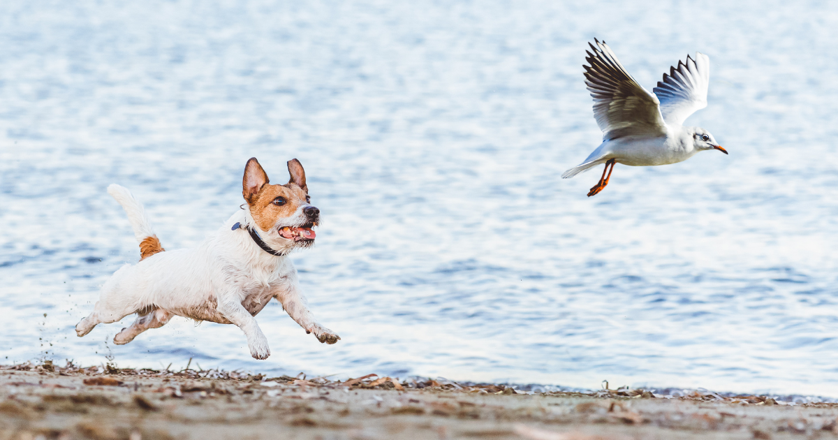 Innate Behaviour of Working Dog Breeds: From Hunting to Herding