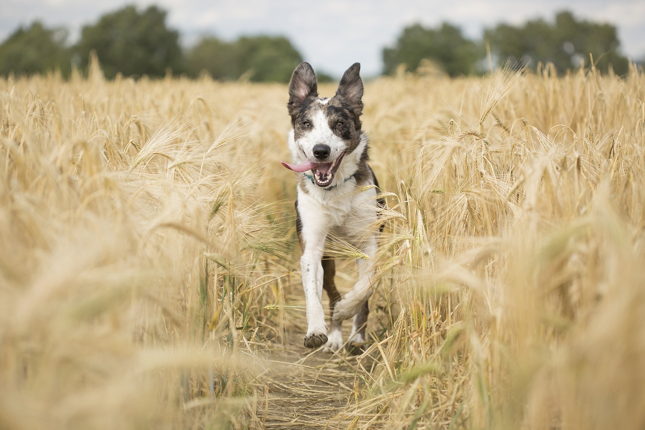 dog, pet, animal-4689169.jpg