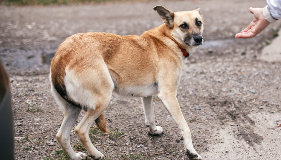 the picture shows an anxious dog, showing signs of body language of a fearful dog like a tugged tail