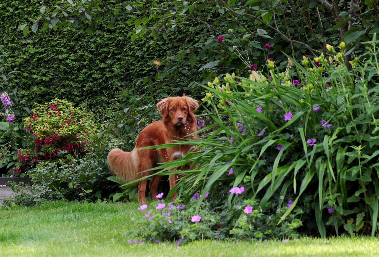 hidden, flower garden, dog-photography-5303224.jpg