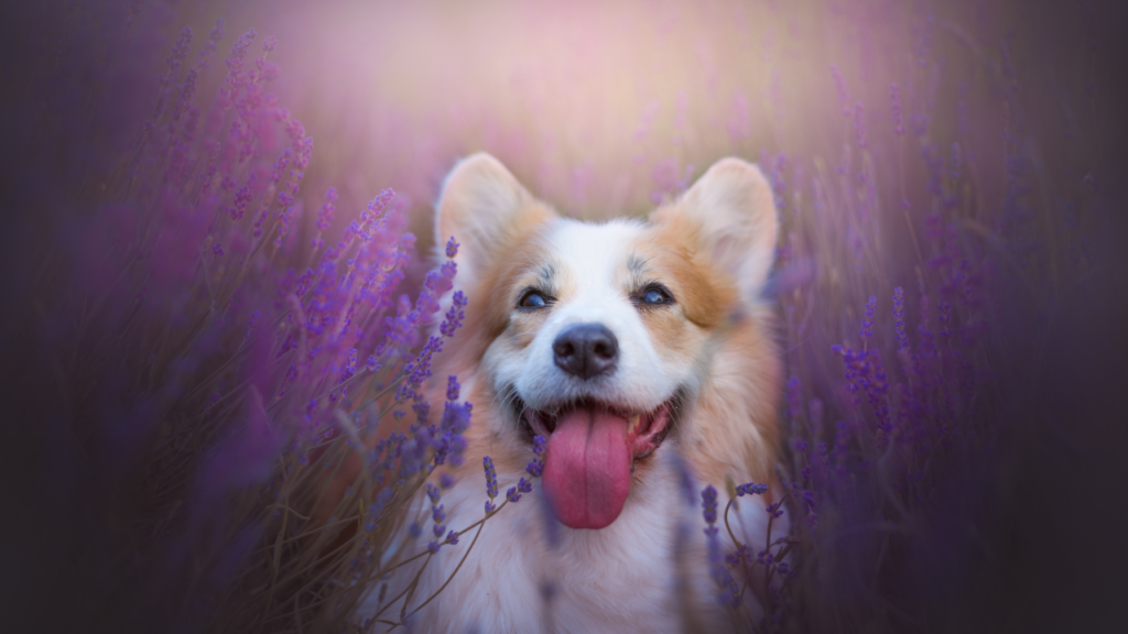 How to Create a Sensory Garden for your Dog | 7 Tips