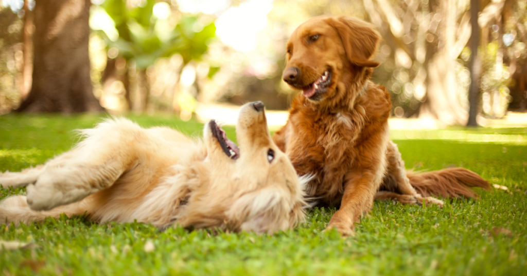 social enrichment for dogs (2) Golden Retriever Enrichment