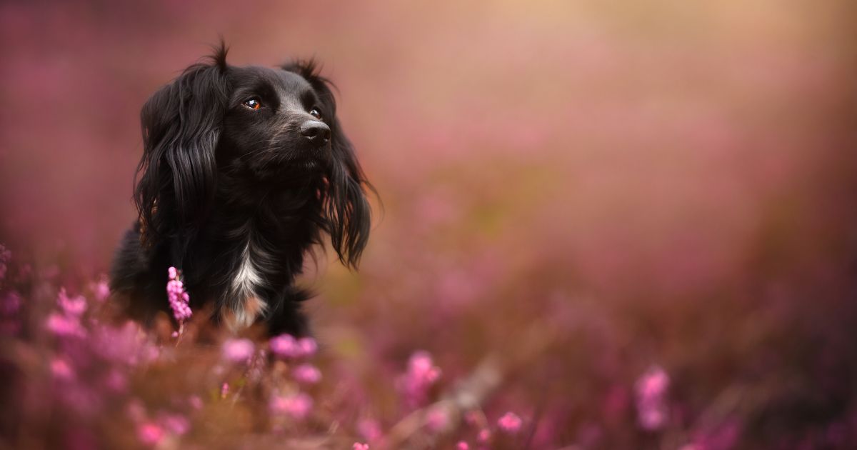 black dog in the meadow