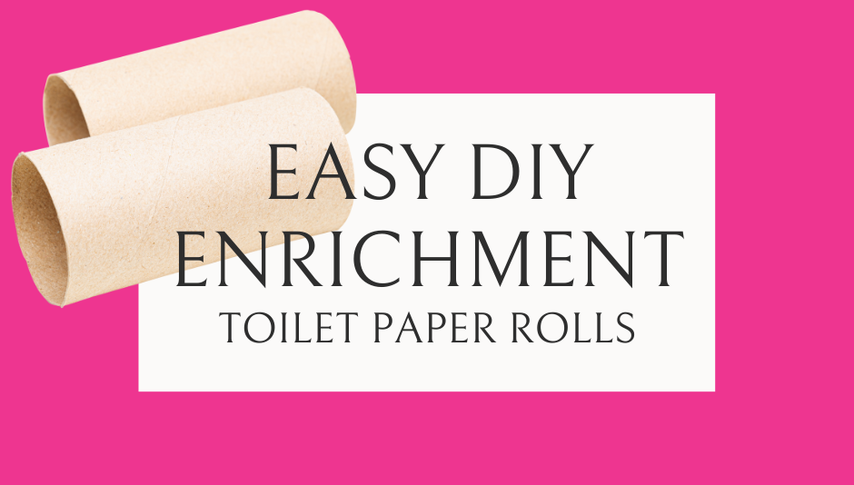easy DIY dog enrichment with toilet paper rolls