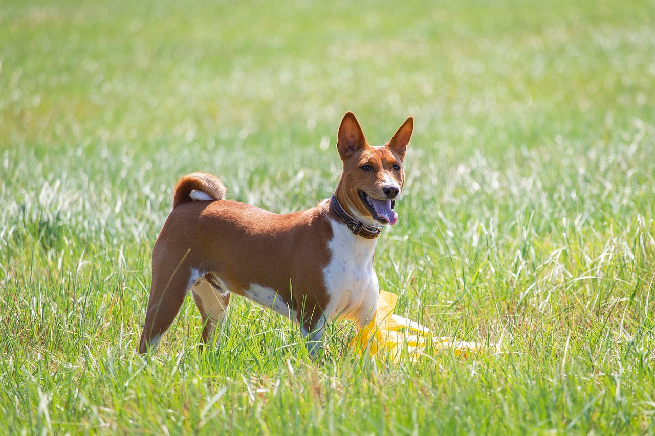 basenji, dog, running-7043700.jpg