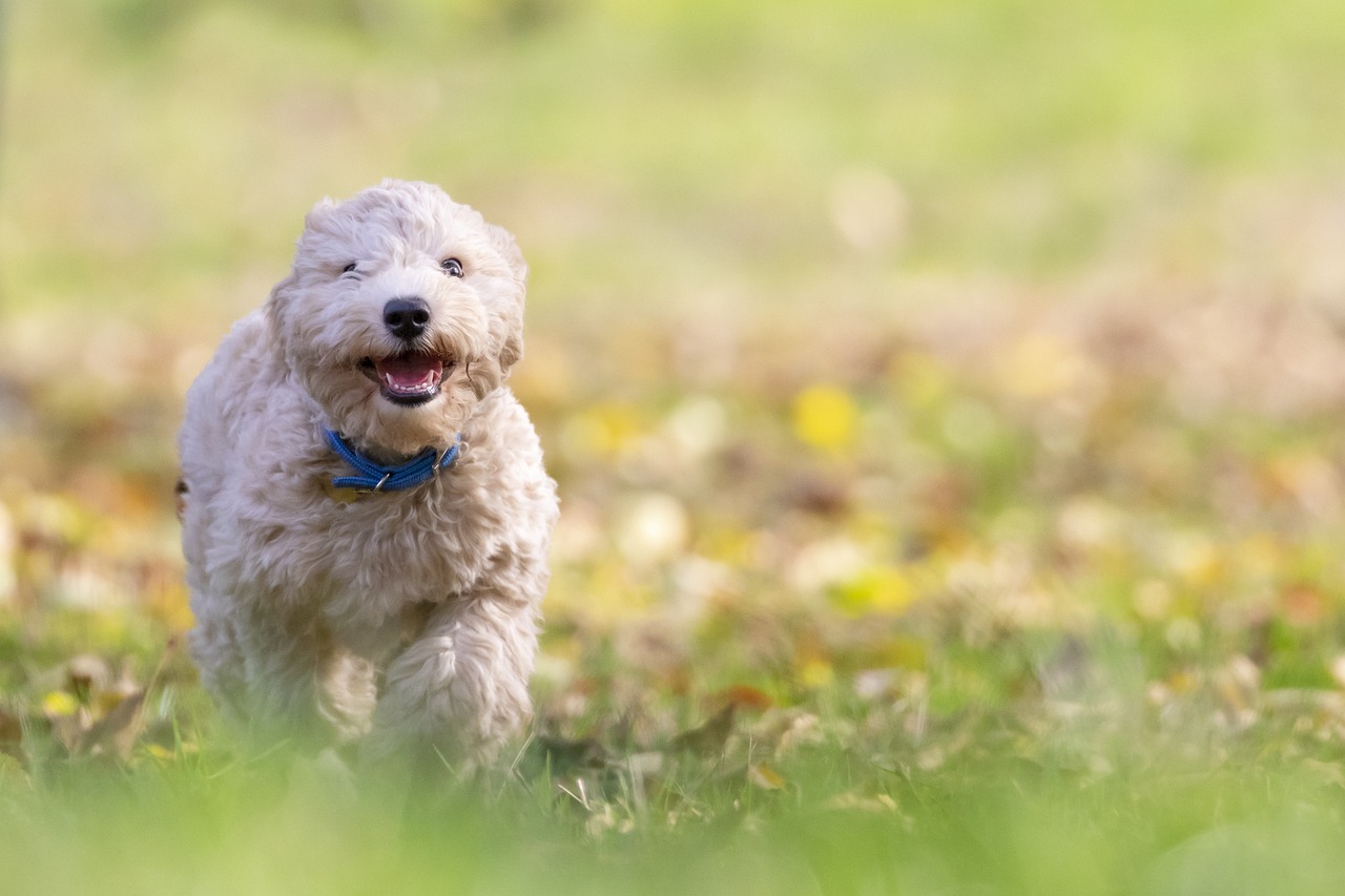 dog, puppy, pet-5671778.jpg