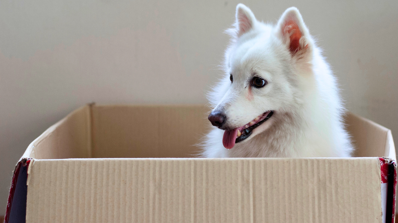 white spitz dog sitting in a box