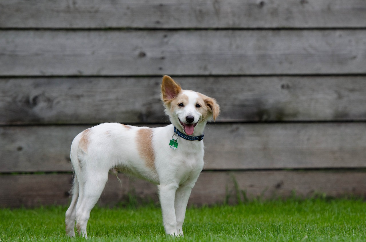 puppy, cute, fluffy-750629.jpg