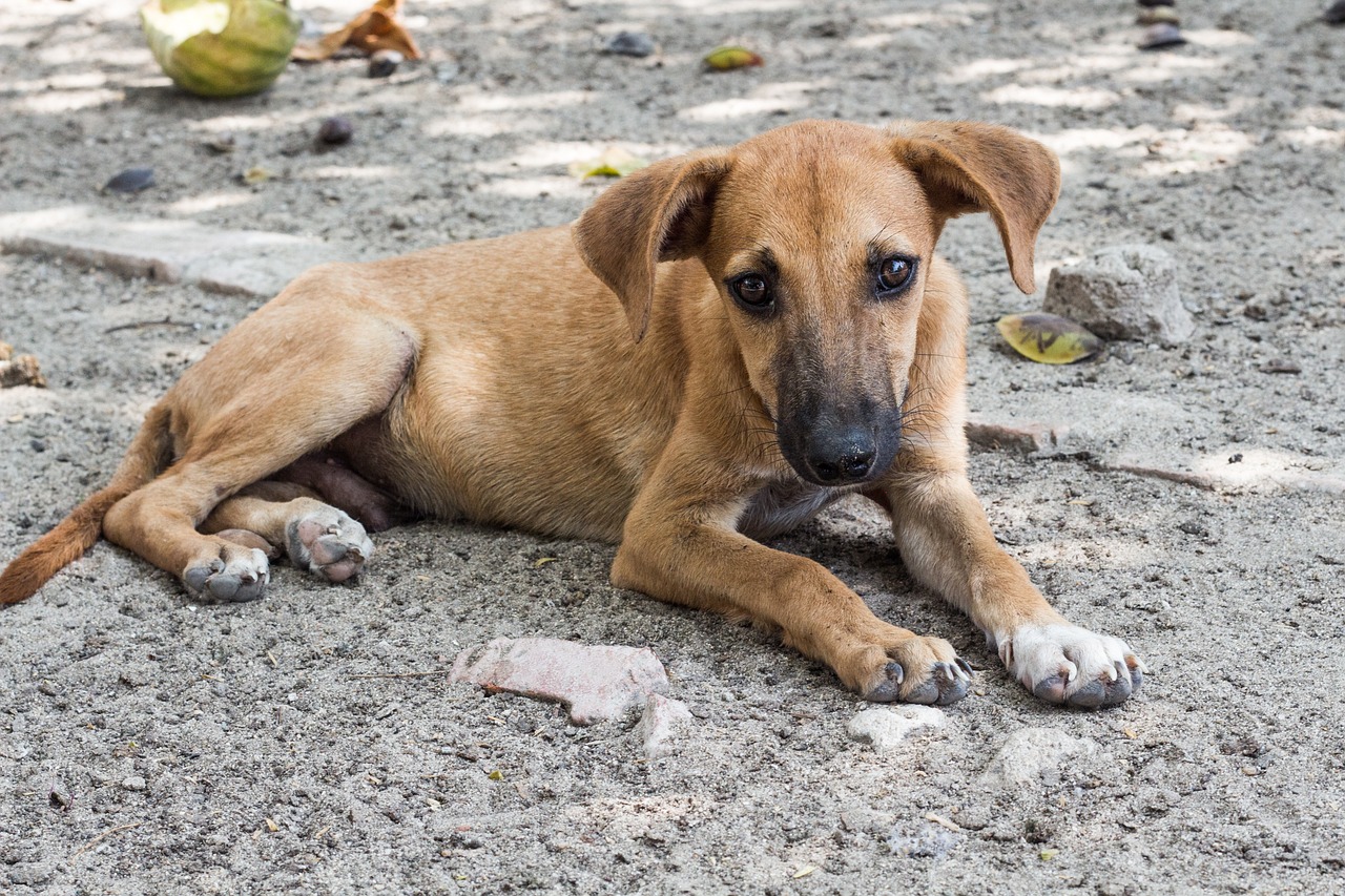 dog, homeless, sad-753269.jpg