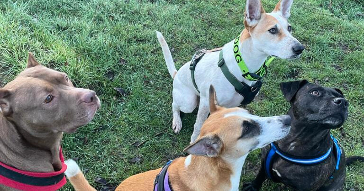 4 rescue dogs from a multi dog household looking at their owner for scatter feeding