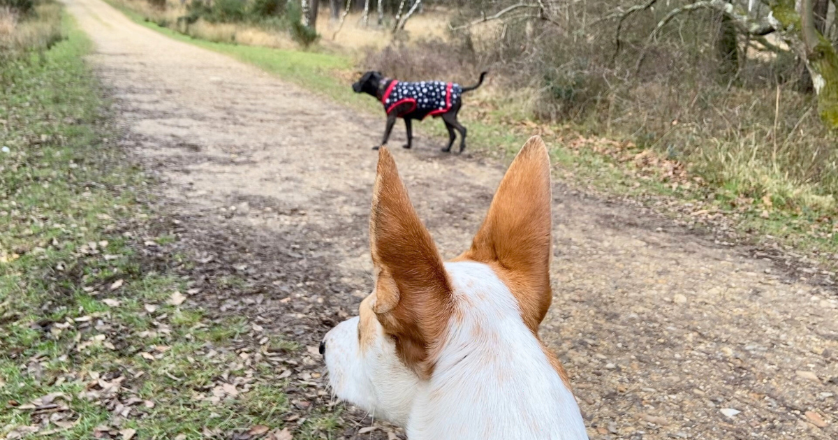 a deaf wadi dog with white ears and a staffy x in the back on a walk