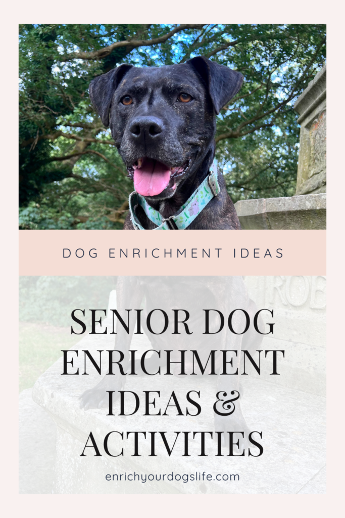 Senior Dog Enrichment Ideas and Activities