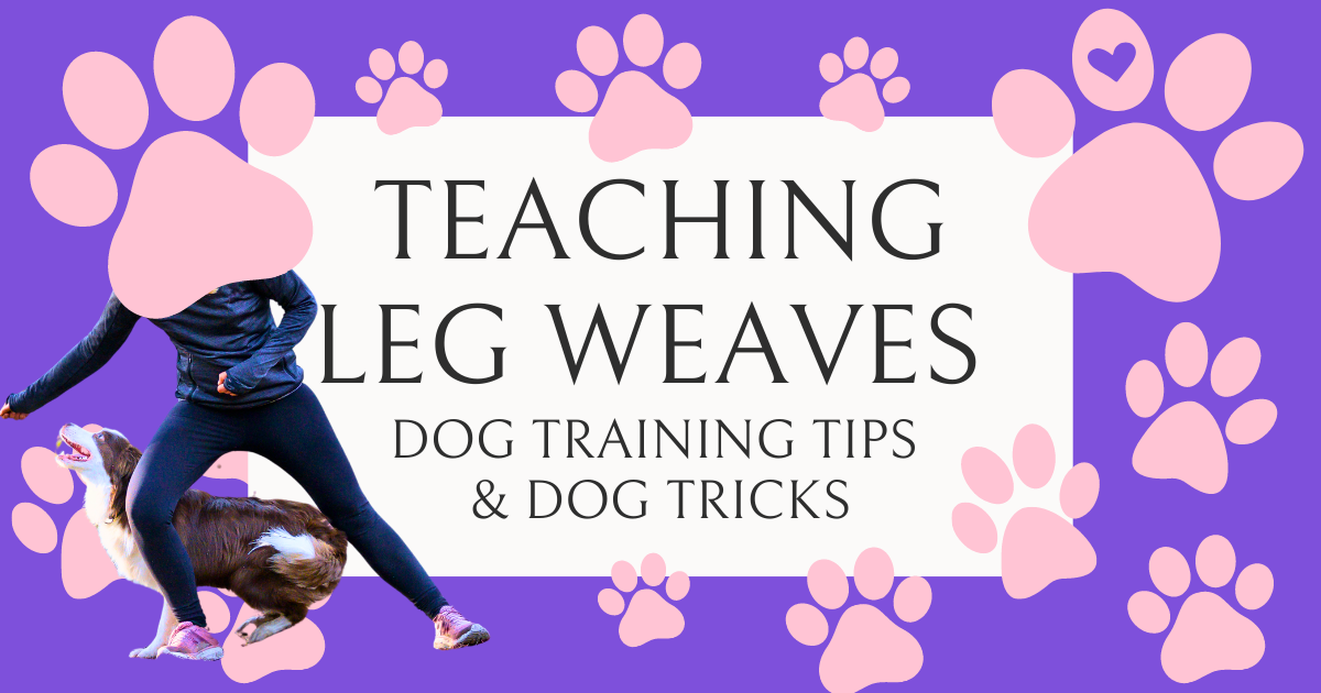 how to teach your dog leg weaves | dog training tips | Enrich your dog's life