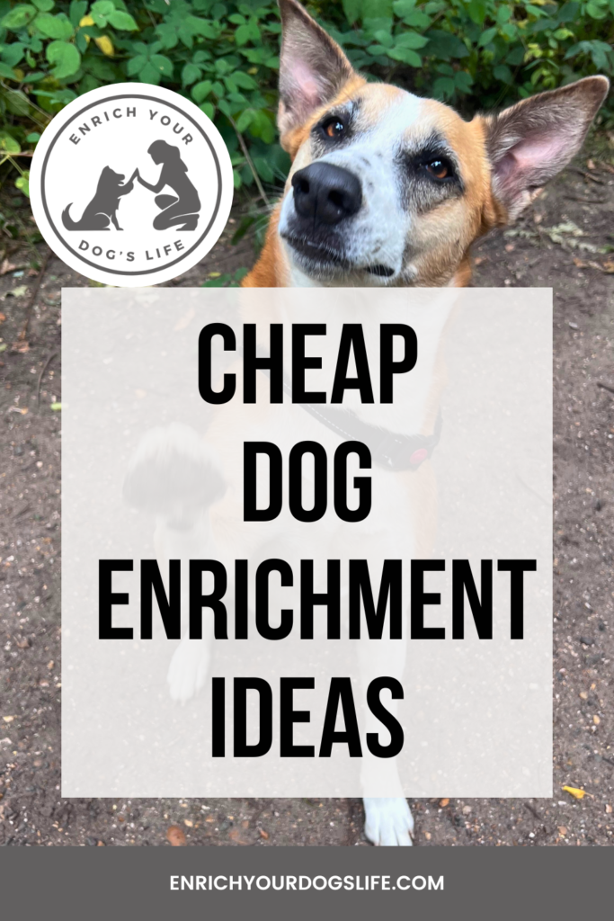 Cheap Dog Enrichment Ideas