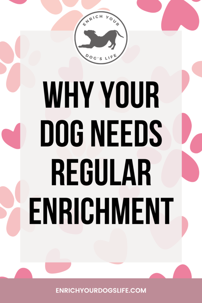 WHY YOUR DOG NEEDS REGULAR ENRICHMENT