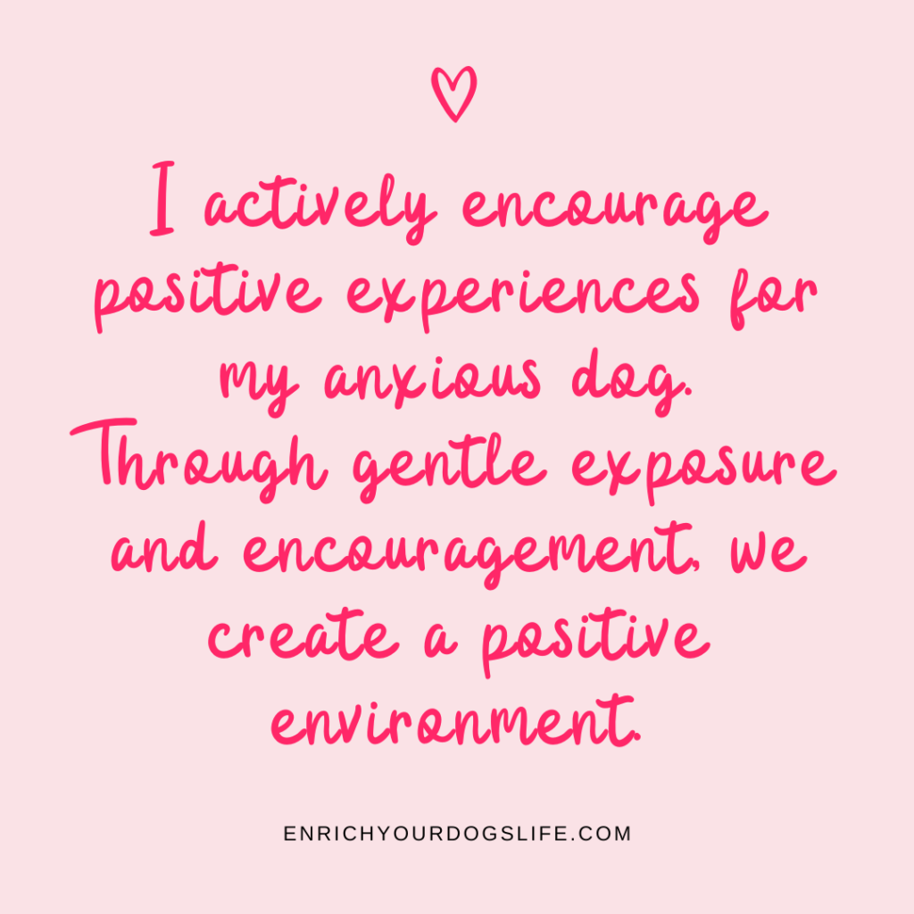 I actively encourage positive experiences for my anxious dog. Through gentle exposure and encouragement, we create a positive environment