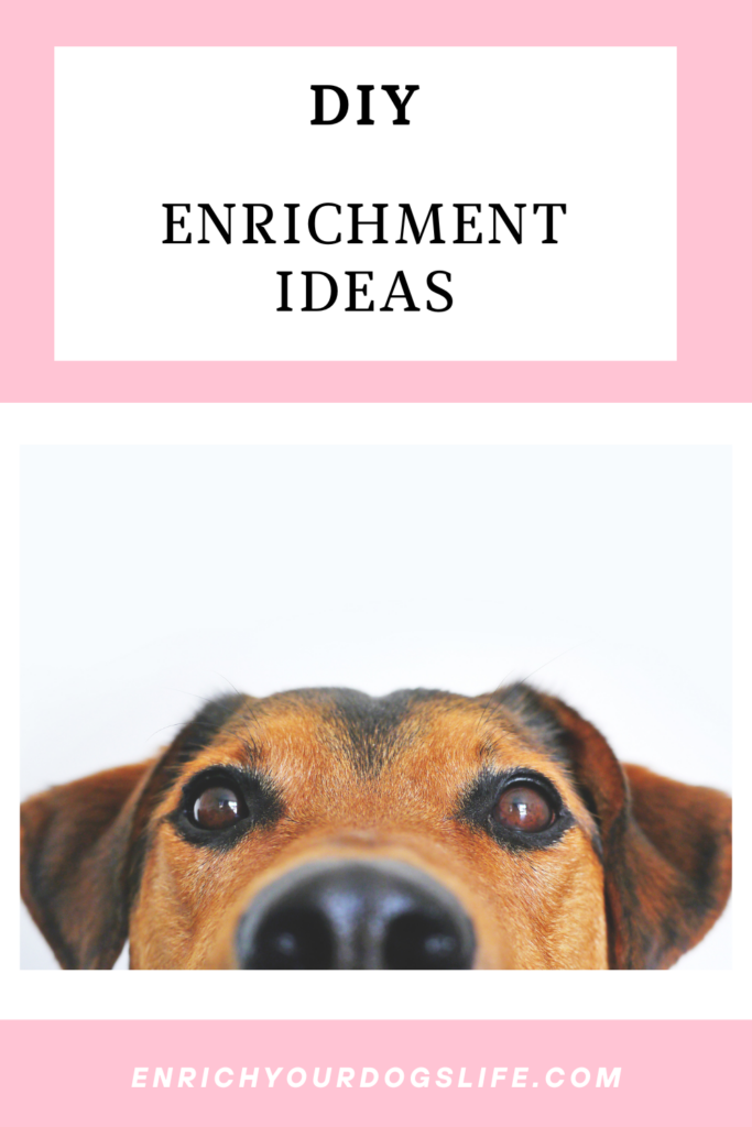 DIY Dog enrichment ideas enrich your dog's life-3